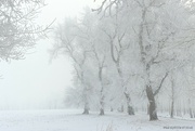 17th Feb 2024 - Snow scene