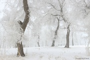 18th Feb 2024 - Snow scene