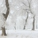 Snow scene by wh2021