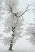 20th Feb 2024 - Snow scene