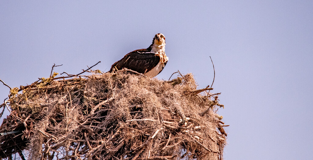 Osprey On The Nest! by rickster549