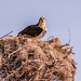 Osprey On The Nest!