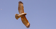 28th Feb 2024 - Red Shouldered Hawk!