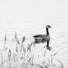 1goose in b&w by amyk