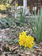 26th Feb 2024 - Different kind of buttercup?