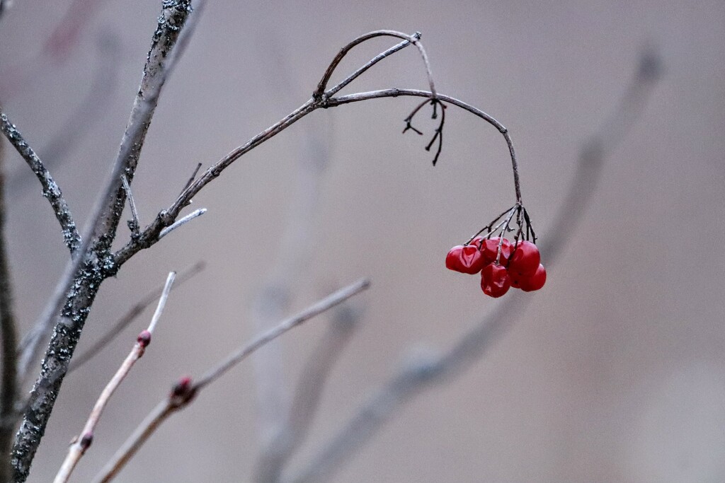 Winter Berries by princessicajessica