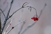 25th Feb 2024 - Winter Berries