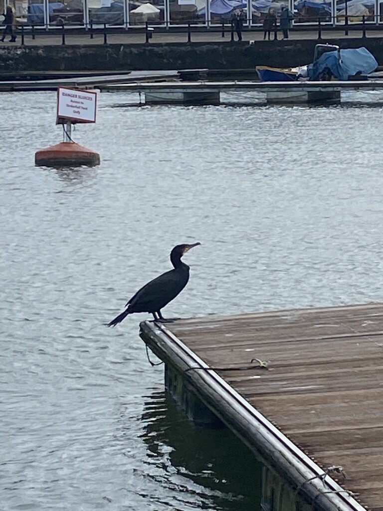 cormorant on the harbourside by cam365pix