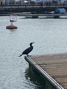 21st Jan 2024 - cormorant on the harbourside