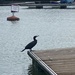 cormorant on the harbourside by cam365pix