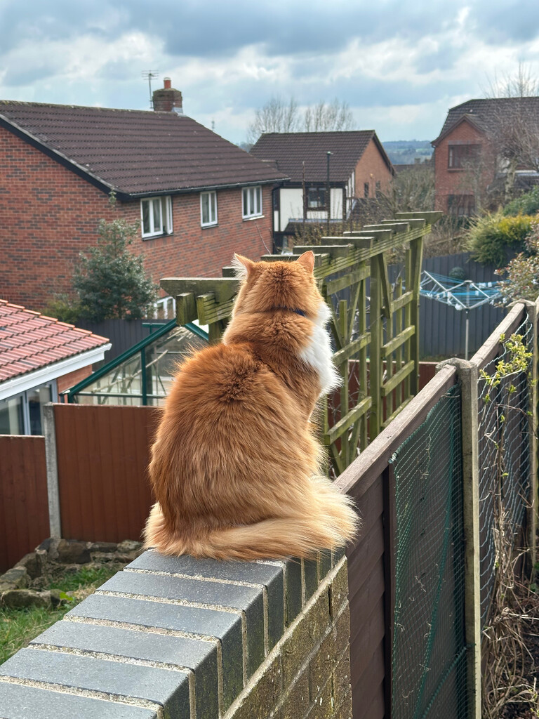 Surveying His Kingdom by 365projectmaxine