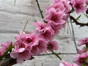 29th Feb 2024 - Peach Blossom