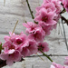 Peach Blossom by 365projectmaxine