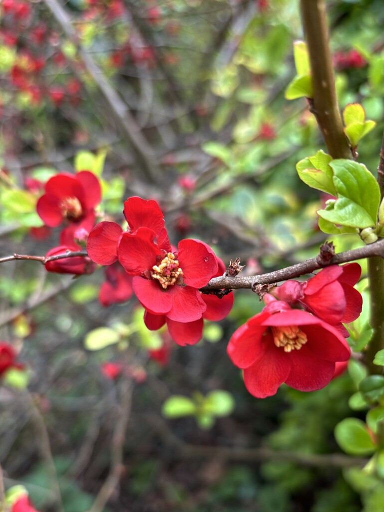 Quince blossom  by lizgooster