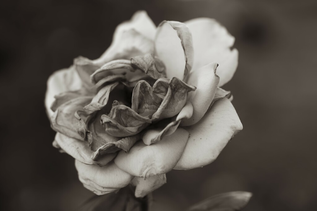 antique rose by blueberry1222