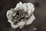 1st Mar 2024 - antique rose
