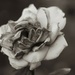 antique rose