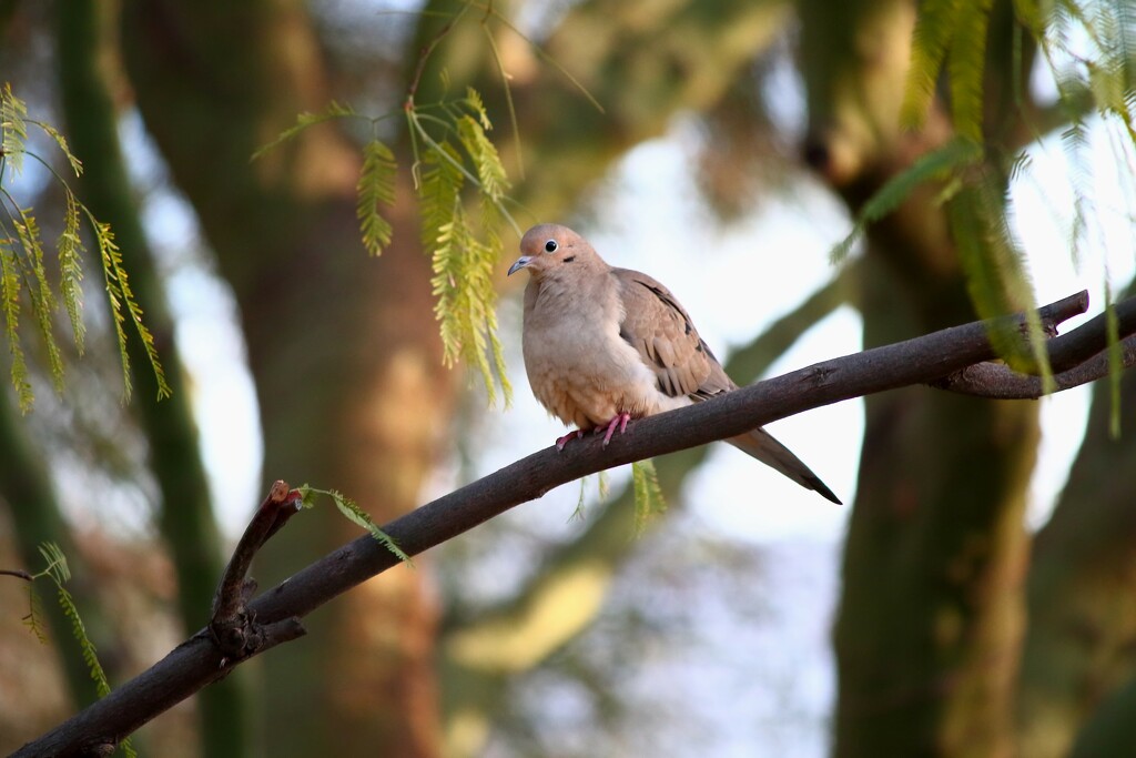 Mourning Dove by blueberry1222