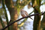 1st Mar 2024 - Mourning Dove