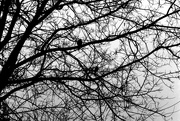 29th Feb 2024 - Birds and Trees