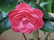 29th Feb 2024 - Camellia