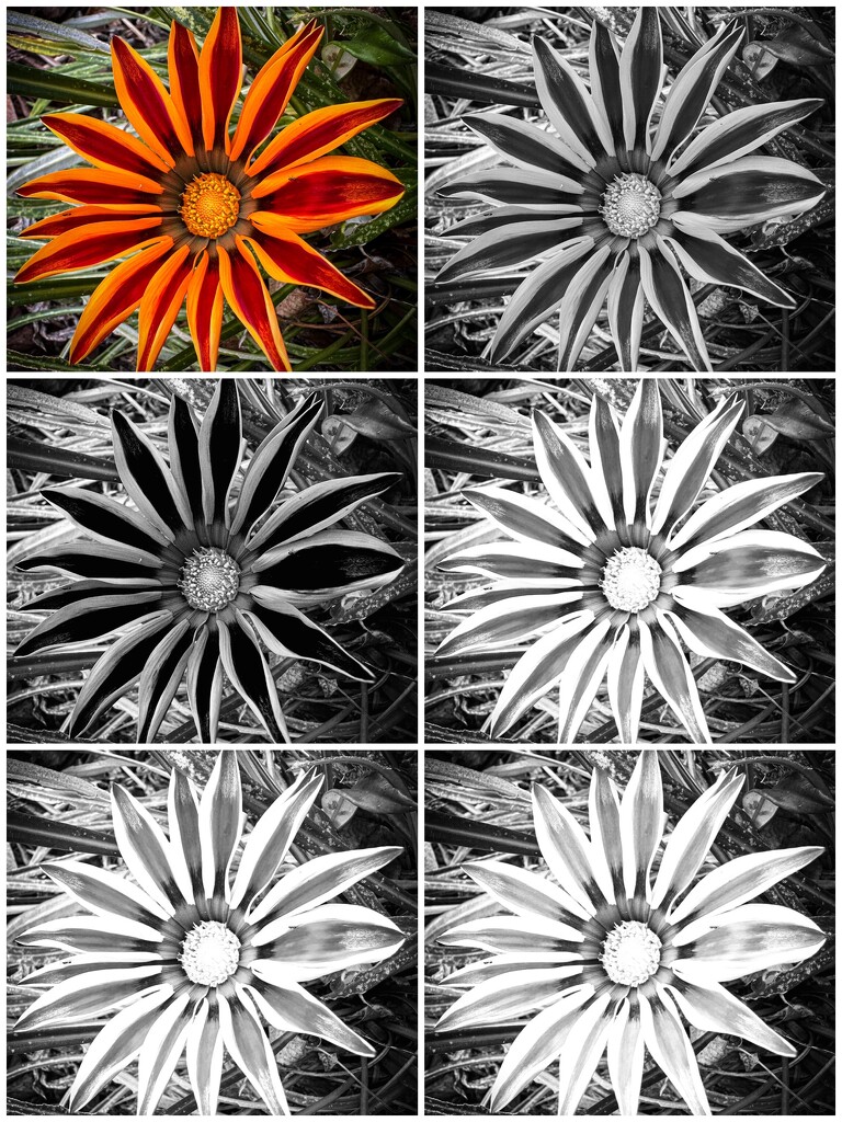 Comparing Color Filters by shutterbug49