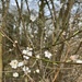 February blossom by helenawall