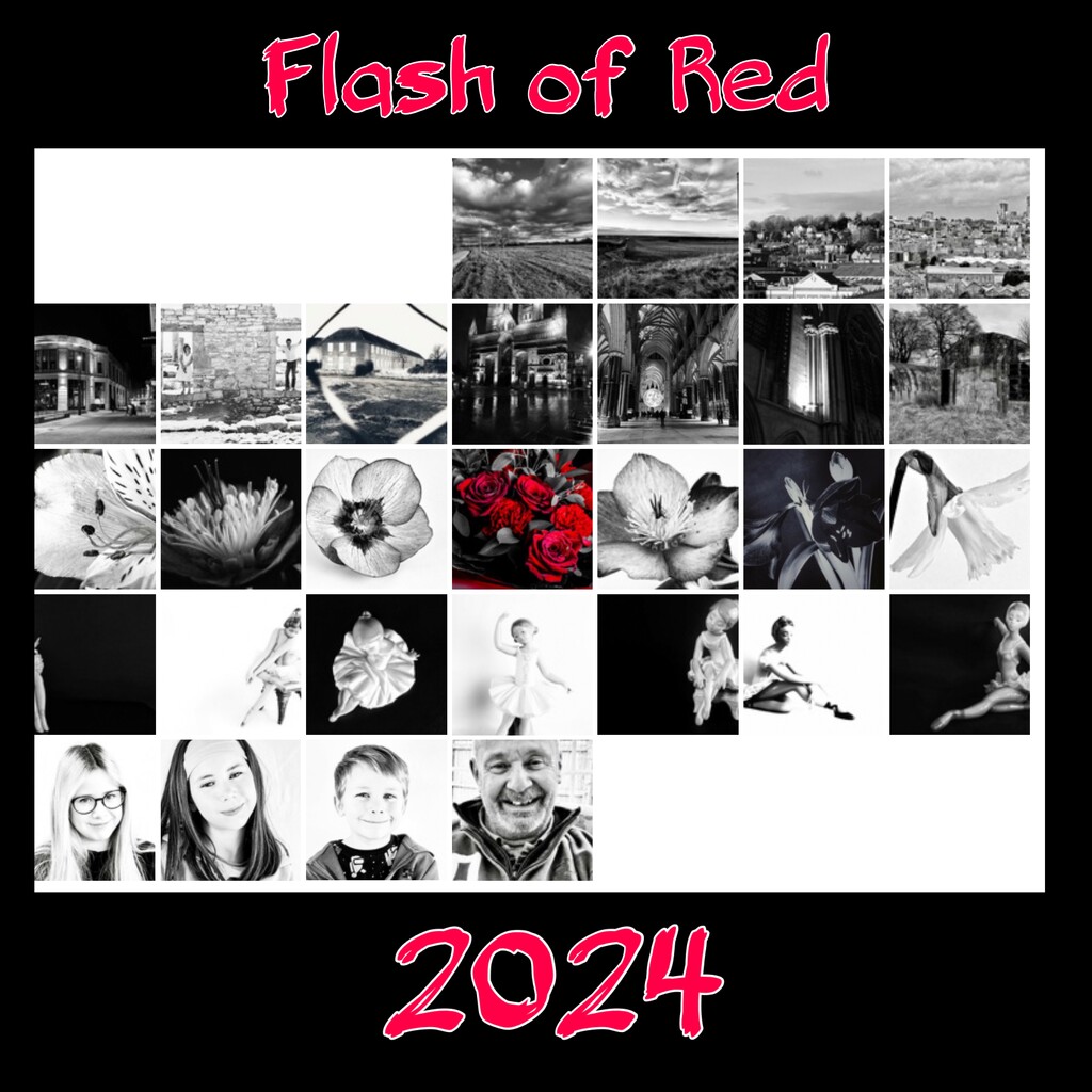Flash of Red 2024 by carole_sandford