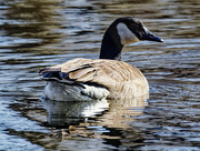 29th Feb 2024 - Canada goose