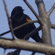 29th Feb 2024 - Red-winged blackbird