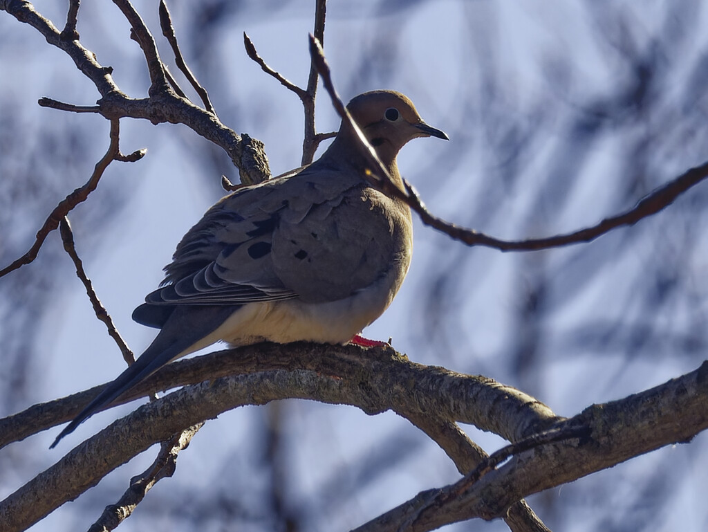 mourning dove  by rminer
