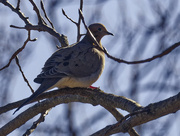 29th Feb 2024 - mourning dove 