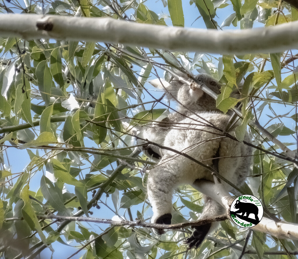 fav position by koalagardens