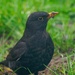 Blackbird by padlock