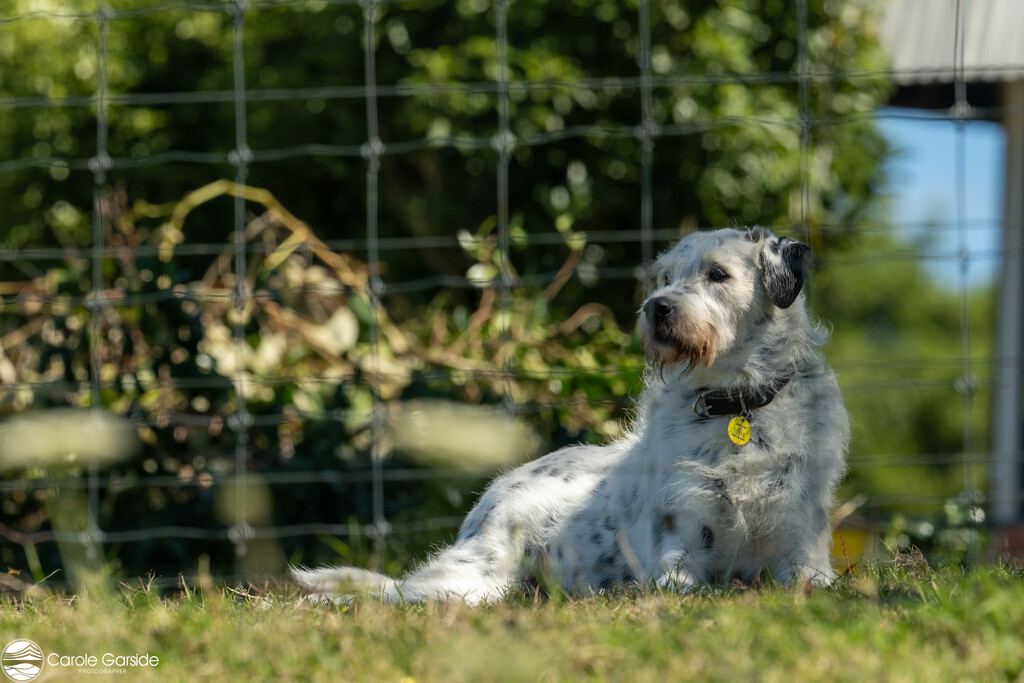 Guard dog by yorkshirekiwi