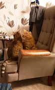 29th Feb 2024 - Our cats.