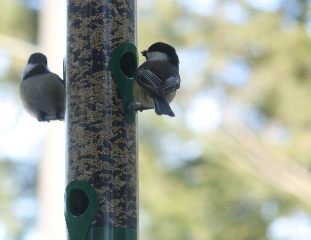Chickadees at the new feeder by mltrotter