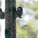 Chickadees at the new feeder