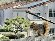 27th Feb 2024 - Squirrel 