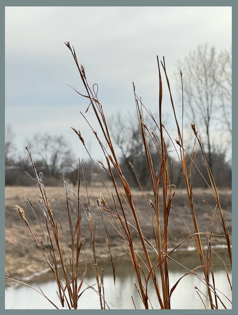 Prairie Grass by eahopp