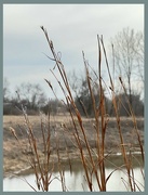 29th Feb 2024 - Prairie Grass