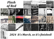 29th Feb 2024 - Flash of Red Calendar