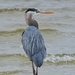 Great Blue Heron by lsquared