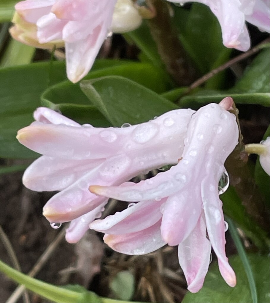 Raindrops in Hyacinths by homeschoolmom