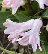 27th Feb 2024 - Raindrops in Hyacinths