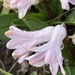 Raindrops in Hyacinths