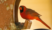 29th Feb 2024 - Cardinal on the Feeder!