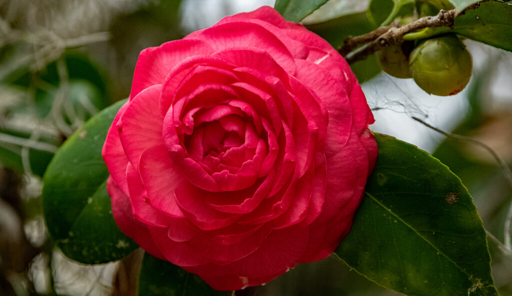 The Camellia's are Still Blooming! by rickster549