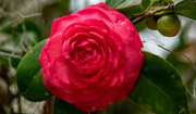 29th Feb 2024 - The Camellia's are Still Blooming!