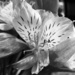 Lilies by homeschoolmom